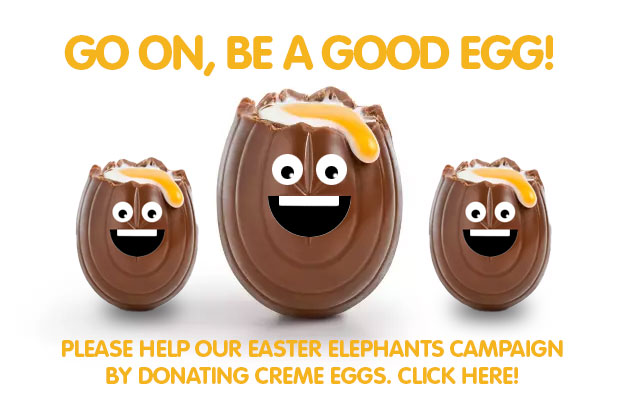 Go on, be a good egg! Help our Easter Elephants campaign by donating Creme Eggs! Click here to donate